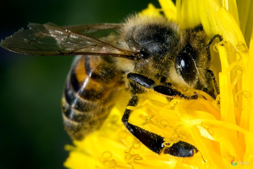 Фото пчелы. Пчела APIS mellifera. APIS mellifera mellifera Linnaeus, 1758. Медоносная пчела. Пчеловодство. APIS mellifera mellifera.