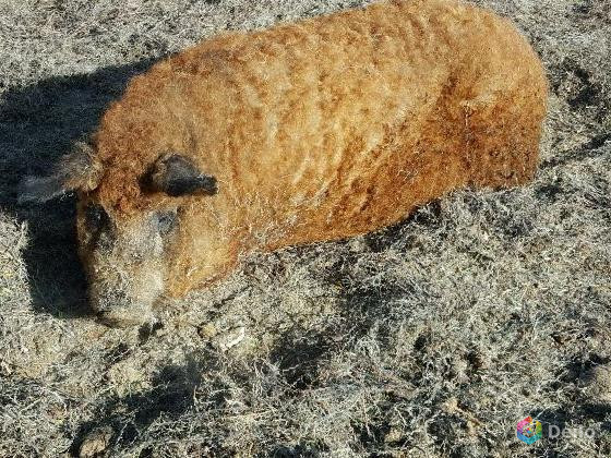 Авито поросята мангалица. Венгерская мангалица 7 месяца поросята. Ксения породы мангалица. Мангалица милые. Поросята мангалица венгерская в Свердловская область.