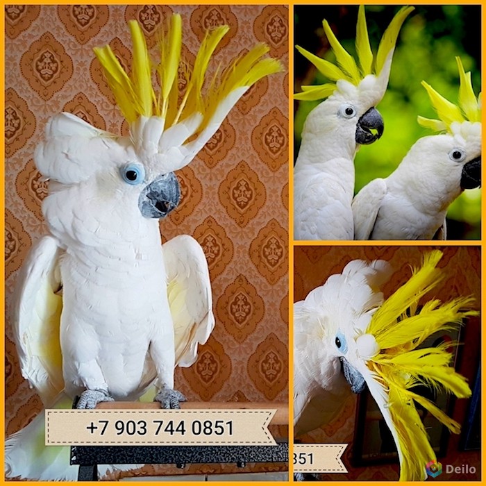 Желтохохлый какаду (cacatua galerita triton) ручные птенцы