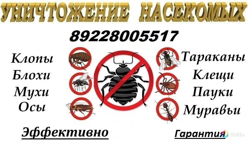 Служба по убийству тараканов и клопов. Визитки уничтожение насекомых. Уничтожение насекомых объявление. Объявление обработка от насекомых. Визитка по уничтожению насекомых.