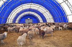 Строительство ангара для овец - фото 6