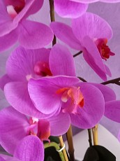 Орхидея из латекса в кашпо - фото 4