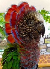 Веерный попугай - ручные птенцы из питомника - фото 1