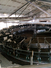 Молочная ферма на 1900 голов - фото 1