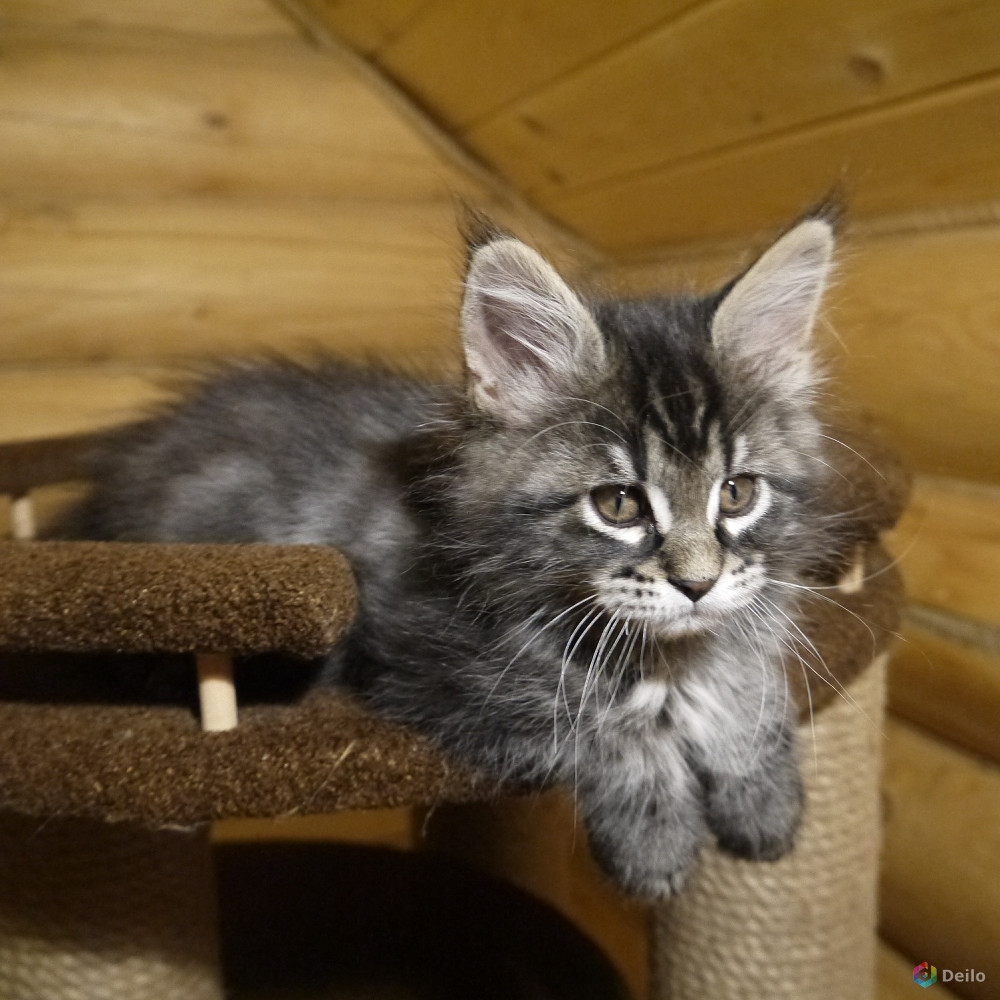 Котята мейн-кун в Череповце